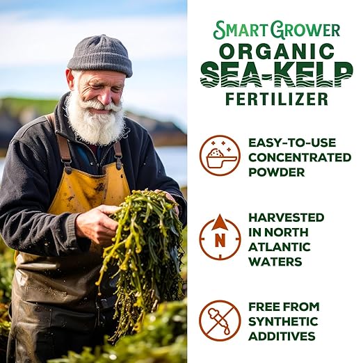 Organic Sea Kelp Fertilizer for Plants – Water-Soluble – Makes 200 Gallons – Kelp Meal Concentrate Plant Food – for Indoor Gardens Hydroponics Vegetables Houseplants - Smart Grower - 8oz Bag