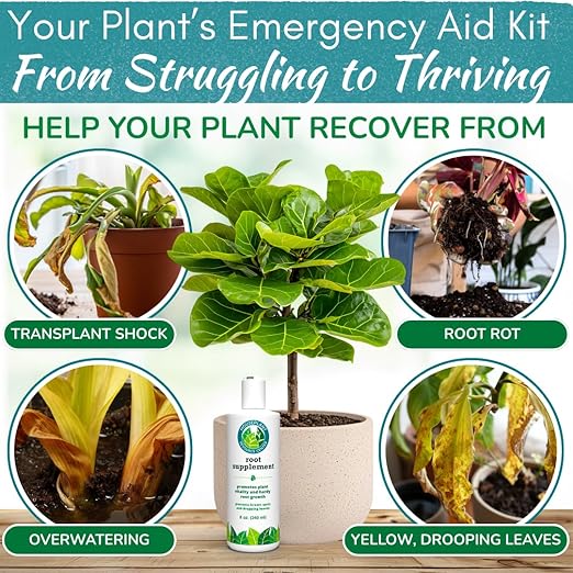 Root Rot Repair for Houseplants – Root Supplement &amp Recovery Drops for Overwatering or Shock | Heals Roots Prevents Yellowing Brown Spots &amp Dropping Leaves (8 oz)
