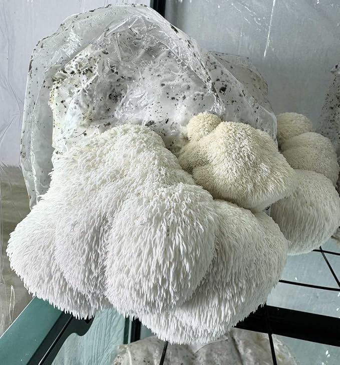Lion's Mane Mushroom Grow Kit | Large 5.5 LB Fruiting Block | with Custom Humidity Tent &amp Filters | Grow Anywhere