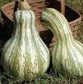 60 Green Striped CUSHAW Squash Pumpkin (Tennessee Sweet Potato Squash) Cucurbita Mixta Vegetable Seeds