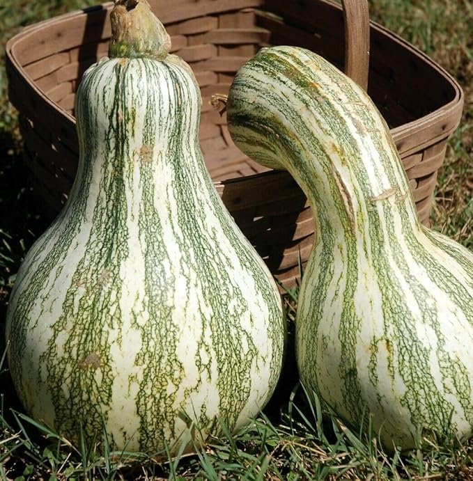 60 Green Striped CUSHAW Squash Pumpkin (Tennessee Sweet Potato Squash) Cucurbita Mixta Vegetable Seeds