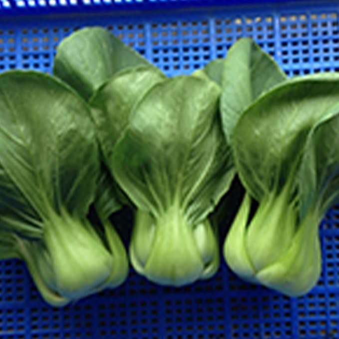 Cabbage Seeds - Pak Choi - Shanghai - 4 Oz ~24000 Seeds - Non-GMO Heirloom - Asian Garden Vegetable &amp Microgreens