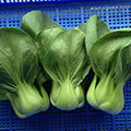 Cabbage Seeds - Pak Choi - Shanghai - 1 Lb ~96000 Seeds - Non-GMO Heirloom - Asian Garden Vegetable &amp Microgreens