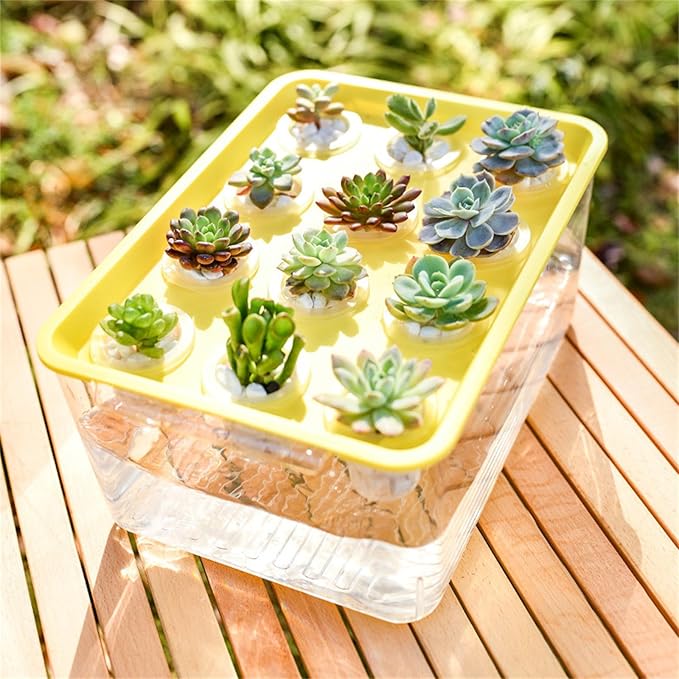 Modern Hydroponic Growing Setup Container Featuring Viewing Window for Home Vegetables Plant Progress Plant Growing Greenhouse Container