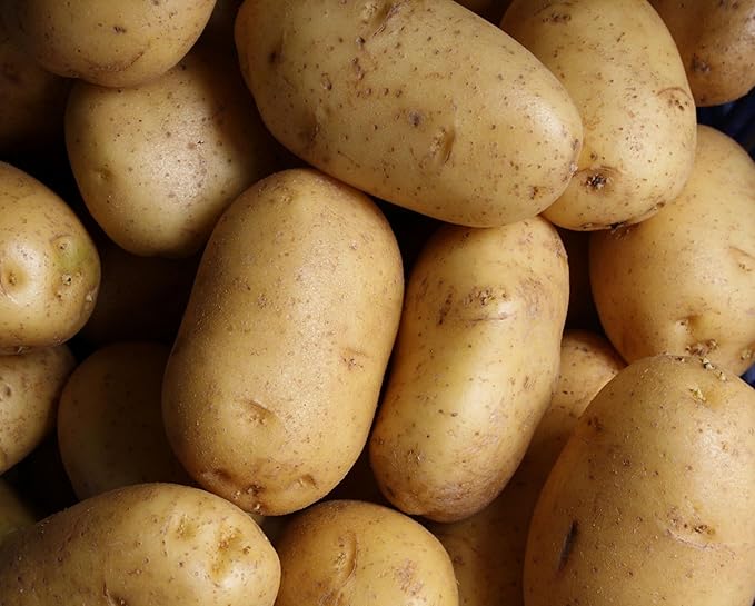 Russet Seed Potatoes Heirloom Non-GMO Tubers for Planting (5 lbs)