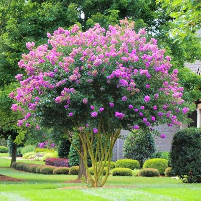 Lilac Tree Lilac Plants Live Ready to Plant 1 to 2 Feet Tall Lilac Shrub Purple Lilac Tree Live Plant