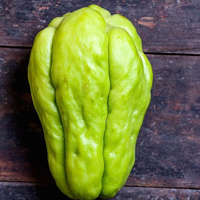 Chayote Squash Plant Live Chayote Plant Gallon Pot Vegetable Plant for Gardening Indoor Outdoor 7 to 9 Inc Tall
