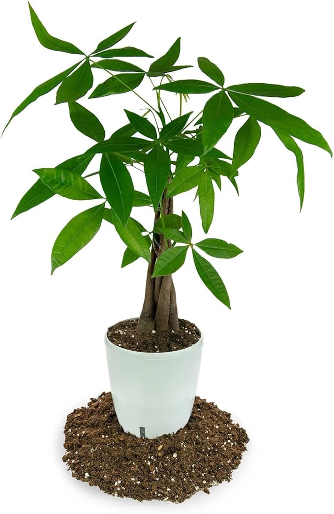 GARDENERA Money Tree Potting Soil - 10 Quart - Soil Mix for Planting or Repotting Guiana Chestnut Blended Mix to Properly Grow Money Tree Plants (2 Bags of 5 Quart)