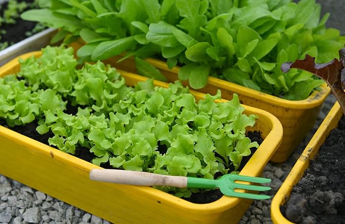 Gardenera Premium Potting Soil Blend for Lettuce Iceberg - The Ultimate Mix for Healthy Vibrant and Crisp Lettuce - 10 Quart