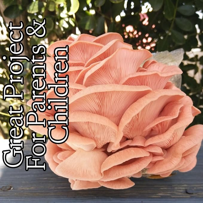 Four All in One Mushroom Grow Kits with Yellow Blue Florida and Pink Oyster Complete Cultivation Set