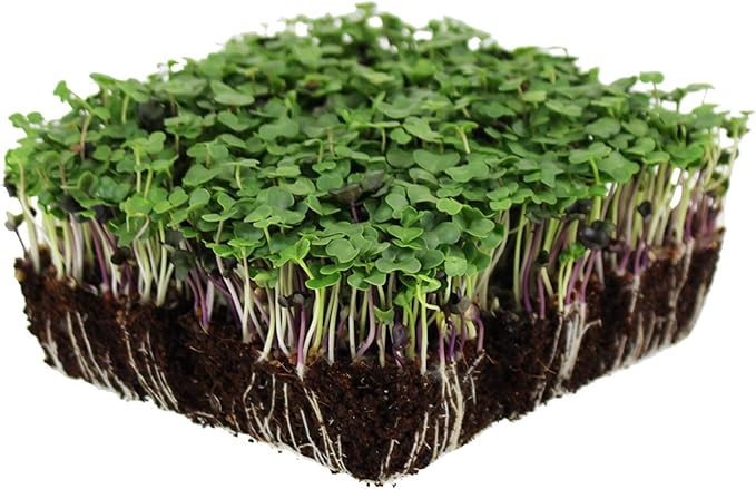 Bulk Salad Mix Microgreens Seeds – 1 LB – Non-GMO Blend of Broccoli Kale Kohlrabi Cabbage &amp Arugula – High-Germination for Indoor Micro Greens Hydroponic Growing &amp Home Gardening