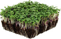 Bulk Salad Mix Microgreens Seeds – 5 LB – Non-GMO Blend of Broccoli Kale Kohlrabi Cabbage &amp Arugula – High-Germination for Indoor Micro Greens Hydroponic Growing &amp Home Gardening