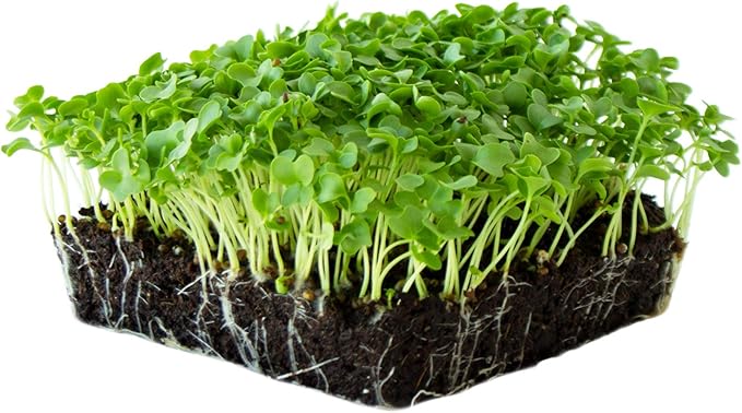 Kale Garden Seeds - Vates Blue Scotch Curled - 5 Lbs - Non-GMO Heirloom- Vegetable Gardening &amp Micro Greens