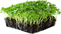 Vates Blue Scotch Curled Kale Seeds: 25 Lb - Bulk Non-GMO Seed for Growing Micro Greens Vegetable Gardening Grow Leafy Greens