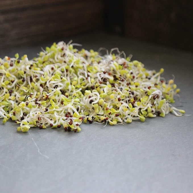 Handy Pantry Chinese Cabbage Sprouting Seed - 2.5 Lbs - Perfect for Edible Seeds Gardening Hydroponics Growing Salad Greens Sprouts &amp Food Storage
