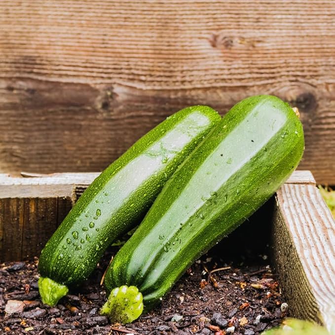 4 Green Squash Zucchini Plants Seedlings Live Squash Plants from 6 to 8 Inches Tall 4 Inches Pot