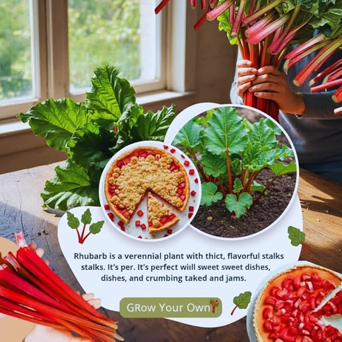 Set 5 Rhubarb Plant Roots for Planting Rhubarb Crown Root 4 to 6 Inc in Height Vegetables Plant Gardening