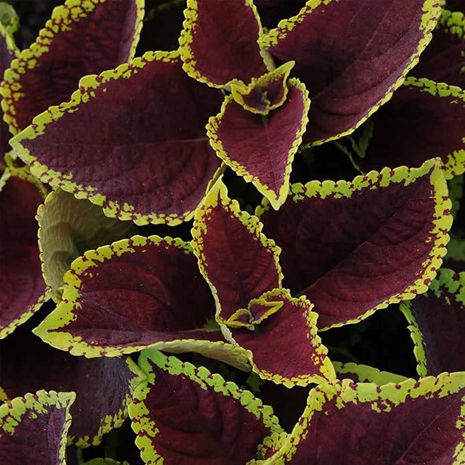Kong Series Coleus Seeds - Scarlet - 100 Seeds - Ornamental &amp Decorative House &amp Garden Plant Seeds by Mountain Valley