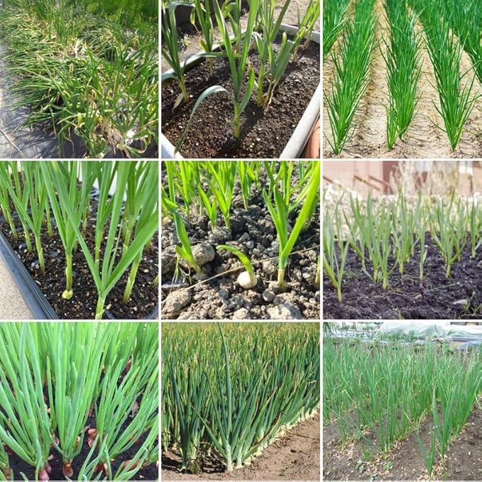 1 Lb Mix Garlic Bulbs for Planting 8 Hardy Garlic Bulbs for Planting Home Vegetable Garden or Raised Beds Hardneck Garlic Bulbs