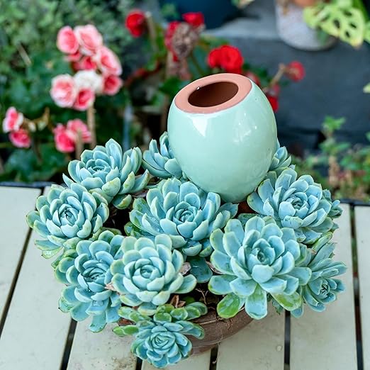 4-Pack Self Watering Planter Insert - 2 Blue and 2 Green Ceramic Watering Globes for Indoor Plants Terracotta Bulbs and Small Plant Pots - 300ml Capacity 1 Weeks Autonomy