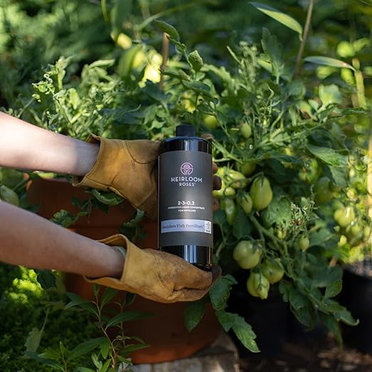 Heirloom Roses Founder’s Fish Fertilizer - Plant Food for Plants Organic Liquid Emulsion Fertilizer Garden Fertilizers for Rose Flower and Tomato Outdoor Gardening