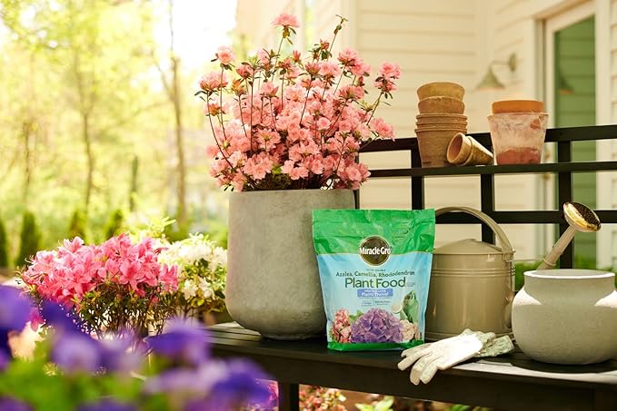 Miracle-Gro Water Soluble Azalea Camellia Rhododendron Plant Food - Fertilizer for Acid-Loving Plants &amp Flowers 5 lb. (Pack of 6)