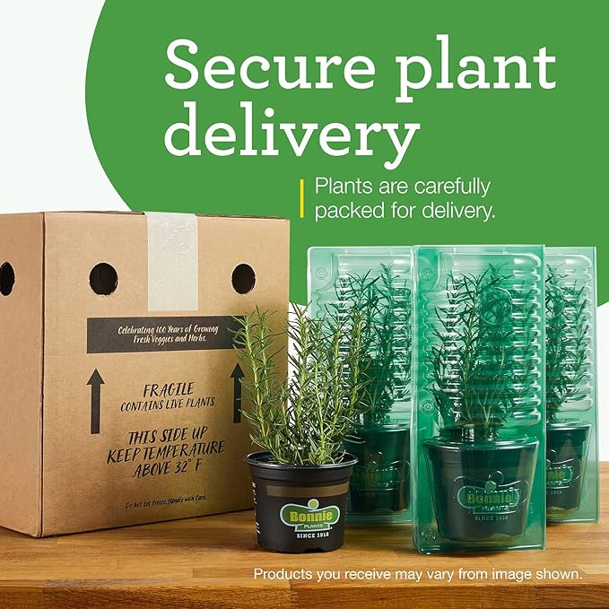 Bonnie Plants Green Bell Pepper Live Vegetable Plants - 4 Pack Non-GMO 2 - 3 Ft Plants 4.5 x 4 Inch Pepper Size