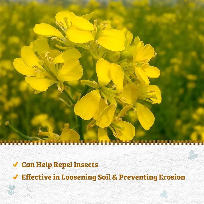 Back to The Roots 100% Organic Yelow Mustard Cover Crop Seeds Covers ~1000 sq. ft.
