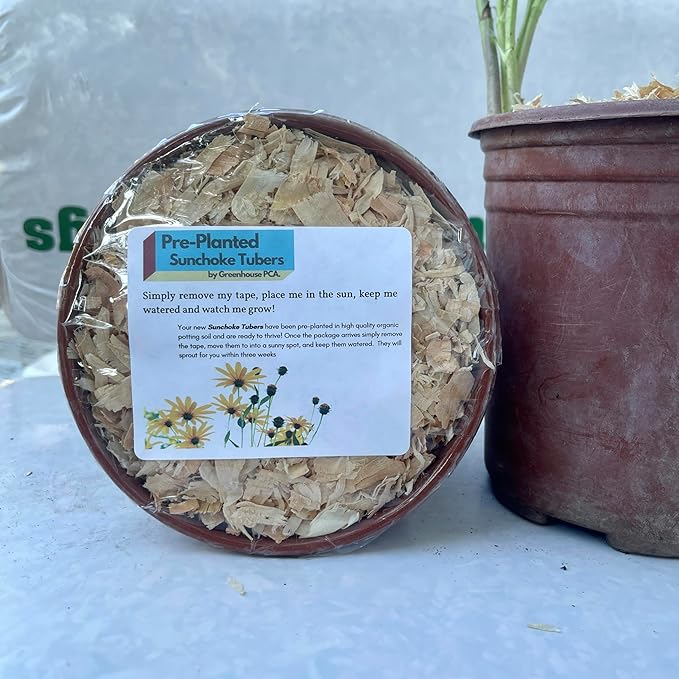 Pre-Planted Jerusalem Artichoke Pots – Easiest Way to Grow! 1 Gallon Sunchoke Pots from Greenhouse PCA | AKA: Sunchokes Sunroot or Wild Sunflower