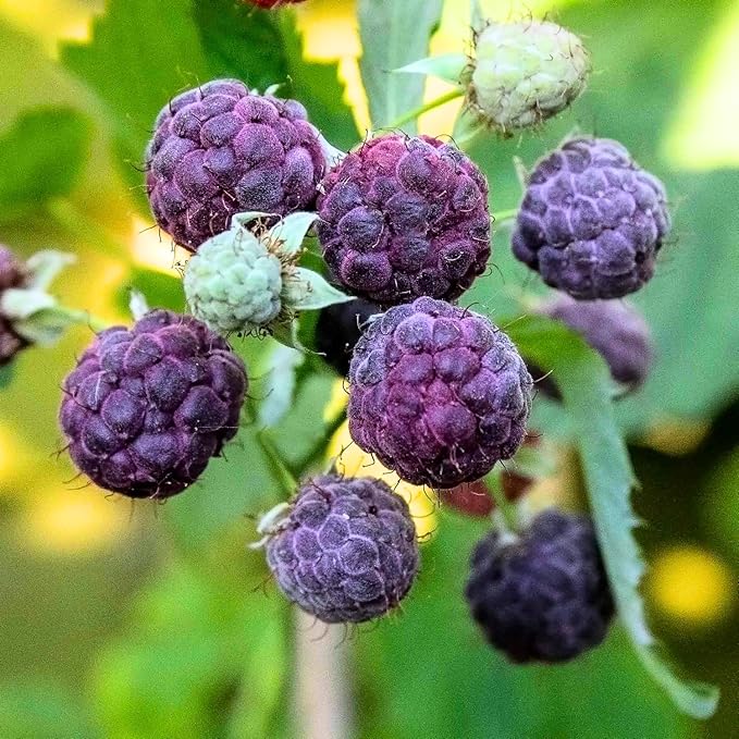 4 Glencoe Thornless Raspberry Plants Live 5-9 Inch Tall Raspberry Fruit Trees for Outdoor Growing Raspberry Seedling
