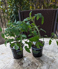 Generic Sunsugar Sun Sugar Tomato Two (2) Healthy Well Established Plant not Seeds Non-GMO 4 to 8 Tall in 4 Inch Pot – Indeterminate Yellow Cherry Ripens to Orange