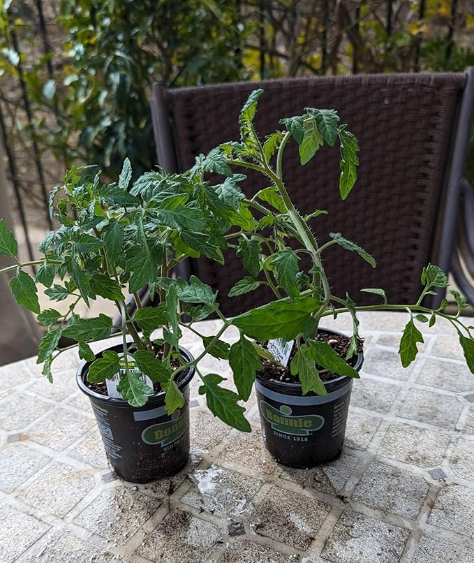 Generic Sunsugar Sun Sugar Tomato Two (2) Healthy Well Established Plant not Seeds Non-GMO 4 to 8 Tall in 4 Inch Pot – Indeterminate Yellow Cherry Ripens to Orange