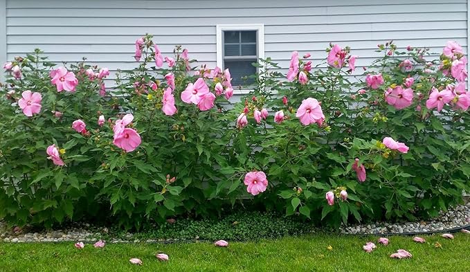 Pink Hibiscus. rosa-sinensis. Live Plant - Tropical Blooming Hibiscus Pretty Flowers Used in Tea and Juice (2 Pink Hibiscus Cups)