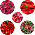 Hot Pepper Chili Pepper Seeds Collection (6 Types) Bird's Eyes Cayenne Fresno Jalapeno Habanero Serrano Red Hot Organic Heirloom Non GMO Seed for Planting (100)
