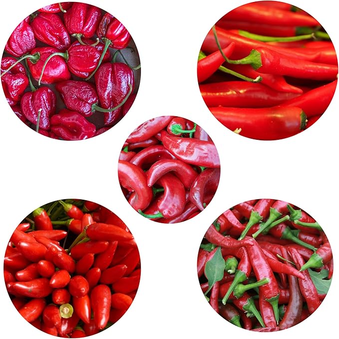 Hot Pepper Chili Pepper Seeds Collection (6 Types) Bird's Eyes Cayenne Fresno Jalapeno Habanero Serrano Red Hot Organic Heirloom Non GMO Seed for Planting (100)