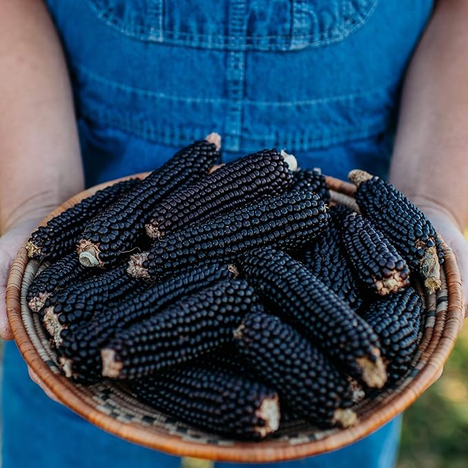 Dakota Black Popcorn - 4oz Bulk (~800 Seeds) - Heirloom &amp Open-Pollinated Variety USA-Grown Non-GMO Corn Seeds for Planting Outdoors in The Home Garden Thresh Seed Company
