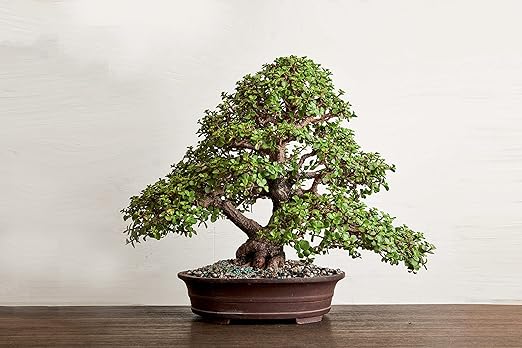 Organic Bonsai Fertilizer by The Bonsai Supply – 3Lbs | Quick Results | Micro Nutrients for Vital Bonsai Health.