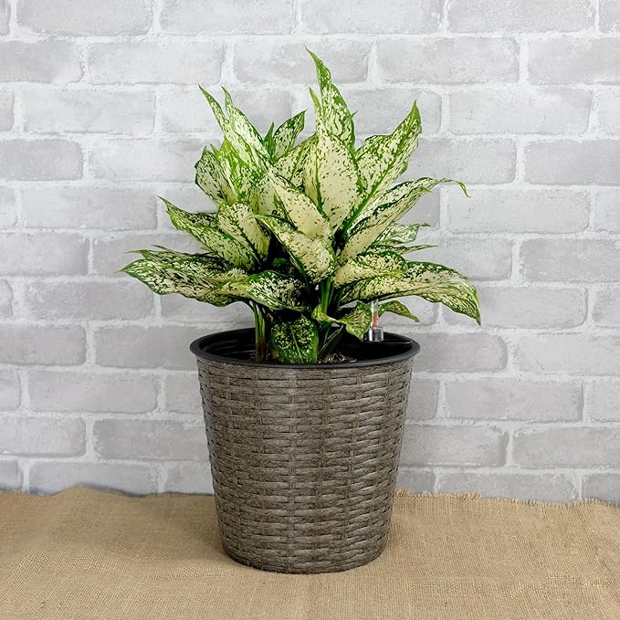 2 Pack Self Watering Wicker Decor Planter for Indoor and Outdoor Round Grey