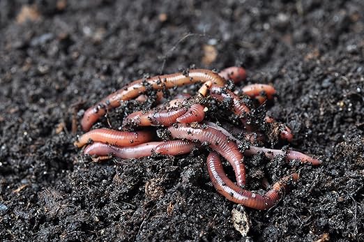 BROTHERS WORM FARM - 1/4 LB (~250) Red Wiggler Composting Worm Blend. Best Species for Composting Gardens Bins and Creating Worm Castings at Home.