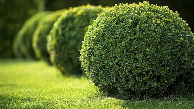 Liquid Fertilizer 16-8-4 general purpose fertilizer that provides vigorous sustained growth (1 Gallon)