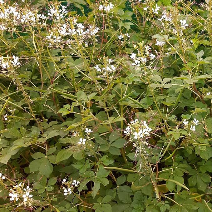 Wild Spider Flower - 1 Oz ~13900 Seeds - Non-GMO Heirloom - Asian Herb Gardening