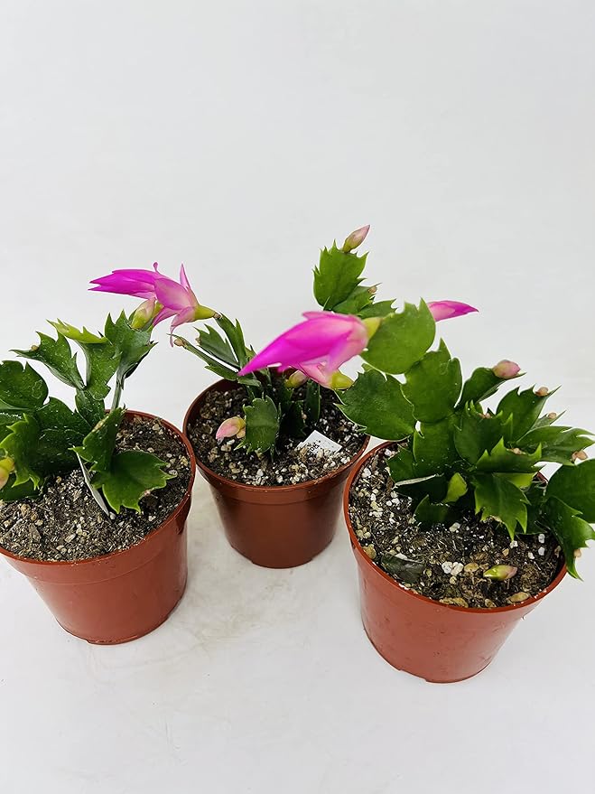 Christmas Cactus Blooms Pink 3 Plants -Zygocactus Plant in 4 pots