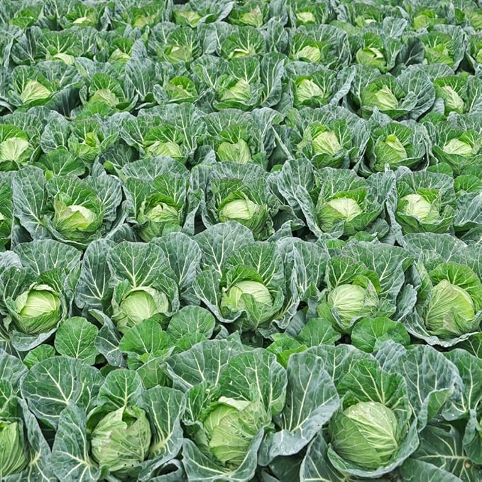 Cabbage Plant Live for Gardening Cabbage Live Plants Vegetable Plant Pot from 3 Inc Tall 4 Inc Pot
