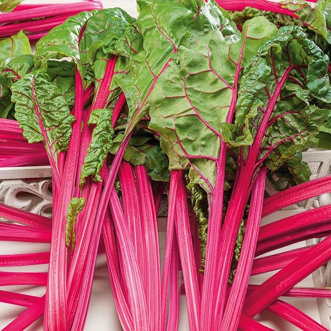 Eden Brothers Swiss Chard Seeds - Pink Lipstick