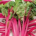 Eden Brothers Swiss Chard Seeds - Pink Lipstick