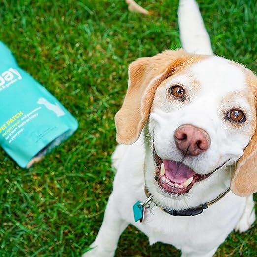 Sunday Pet Patch - Lawn Spots Repair - Repair &amp Prevent Grass Pet Spots - Easy Hose-On Formula - Covers Up to 2500 sq ft - 2 Pack - 42 Fl Oz