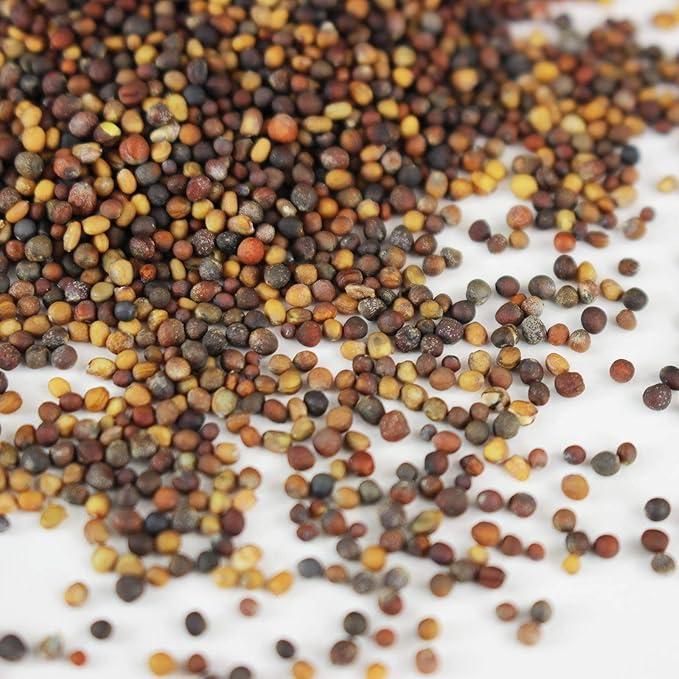 Spicy Micro Salad Mix Microgreens Seeds: 1 Lb - Non-GMO Seed Blend: Broccoli Kale Mustard Cabbage Arugula More