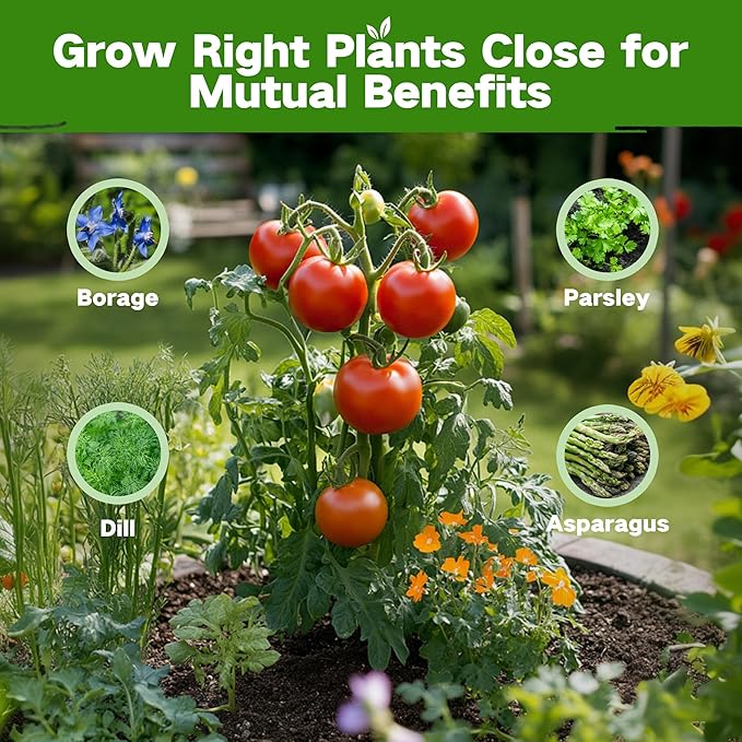 Lush&ampDew Companion Plants Heirloom Seed Bank Gardening Gifts for Women &amp Men 32 Varieties 30000+ Non-GMO Vegetable Seeds for Planting in Garden Bed Greenhouse Survival Seed Kit for Food Su