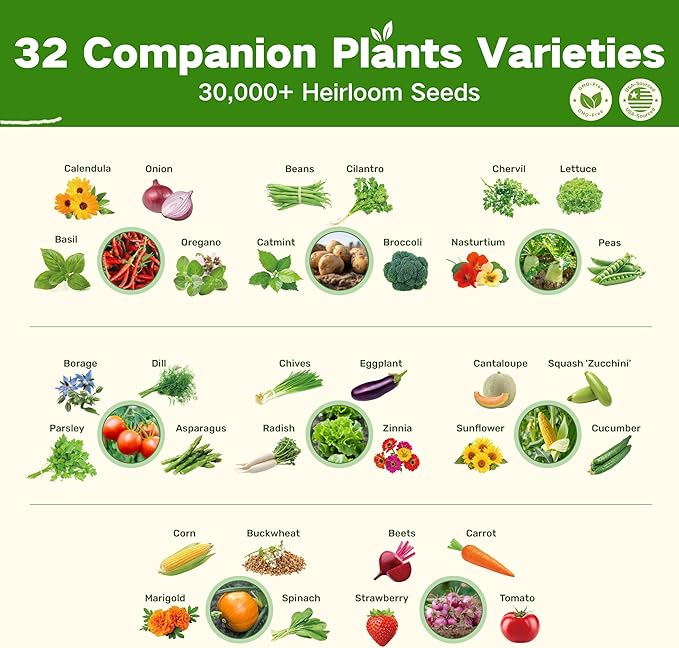 Lush&ampDew Companion Plants Heirloom Seed Bank Gardening Gifts for Women &amp Men 32 Varieties 30000+ Non-GMO Vegetable Seeds for Planting in Garden Bed Greenhouse Survival Seed Kit for Food Su