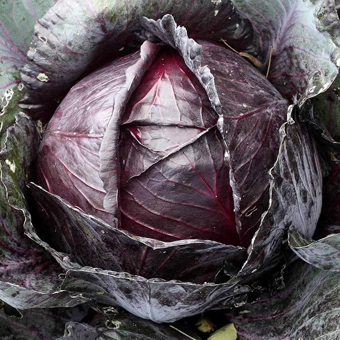 Organic Red Acre Cabbage Seeds - 1/4 LB Bulk ~26000 Seeds - Organic Heirloom Open Pollinated Non-GMO Farm &amp Vegetable Gardening &amp Micro Greens Seed